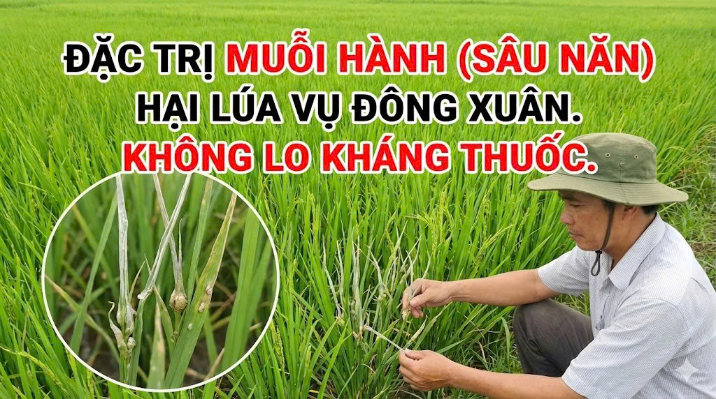 Đặc trị muỗi hành (Sâu năng) hại lúa: Cẩm nang toàn diện bảo vệ năng suất mùa vụ