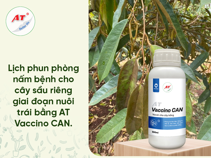 Lịch phun thuốc sầu riêng