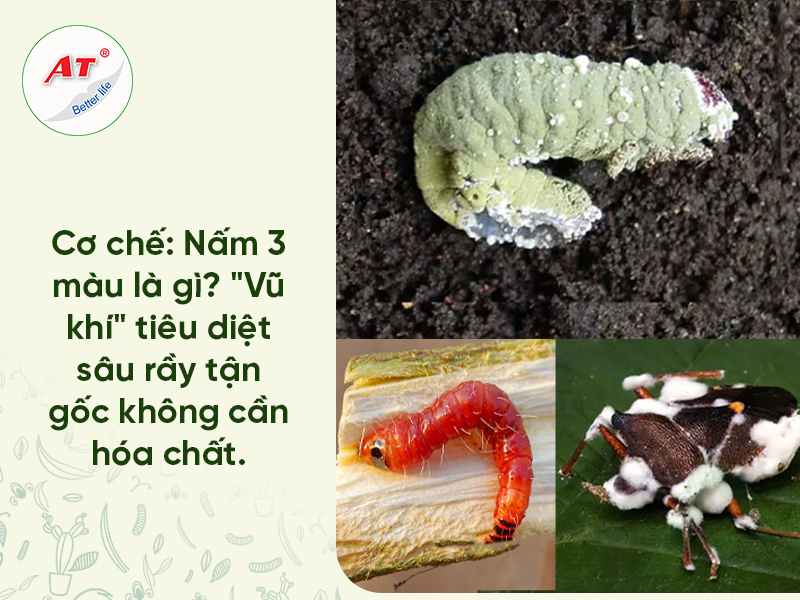 nấm 3 màu