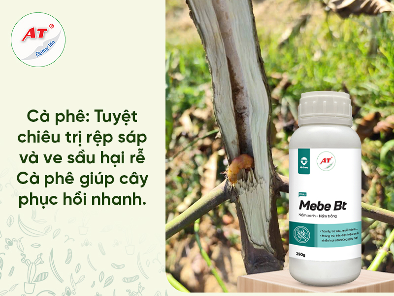 Rệp Sáp Hại Cà Phê & Ve Sầu Hại Rễ: Tuyệt Chiêu Xử Lý Tận Gốc Giúp Cây Hồi Phục