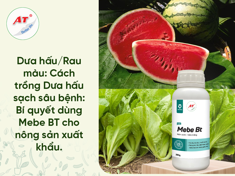 Sâu Hại Dưa Hấu: Nhận Diện & Quy Trình Phòng Trừ Sinh Học Hiệu Quả Tận Gốc