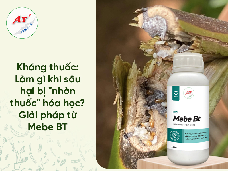 Sâu kháng thuốc: Làm gì khi sâu hại bị “nhờn thuốc” hóa học? Giải pháp từ Mebe BT