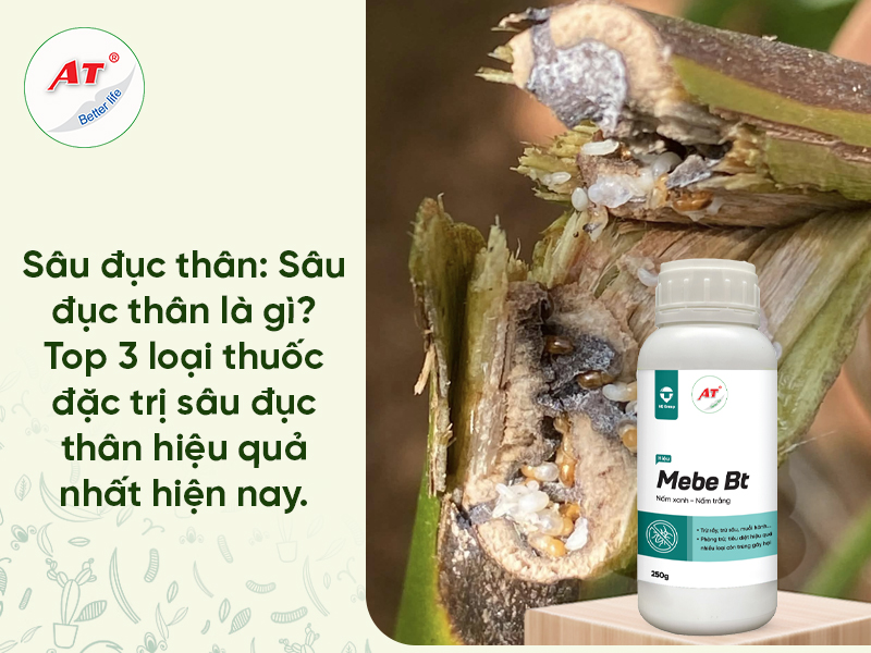 Thuốc Trị Sâu Đục Thân: Giải Pháp Sinh Học Hiệu Quả Tận Gốc & An Toàn Cho Nông Sản