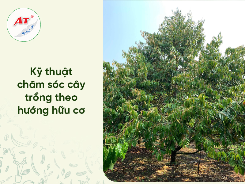 Kỹ thuật Trồng trọt Hữu cơ: Quy trình 6 Bước “Vi sinh hóa” Đất Bền Vững