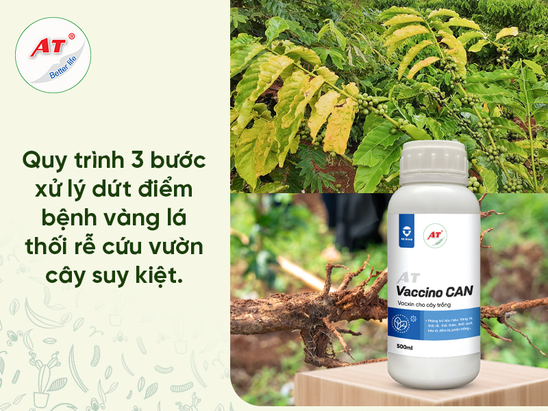 Vàng Lá Thối Rễ: