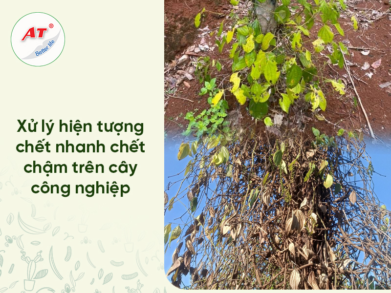 chết nhanh chết chậm