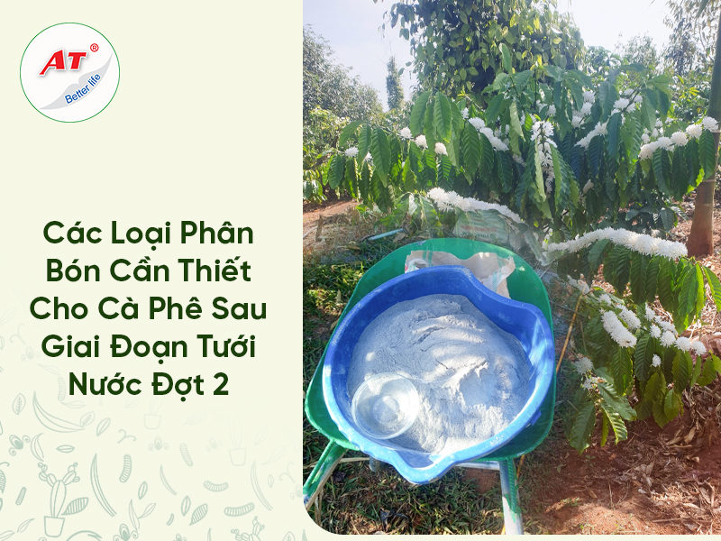 Các Loại Phân Bón Cần Thiết Cho Cà Phê Sau Giai Đoạn Tưới Nước Đợt 2