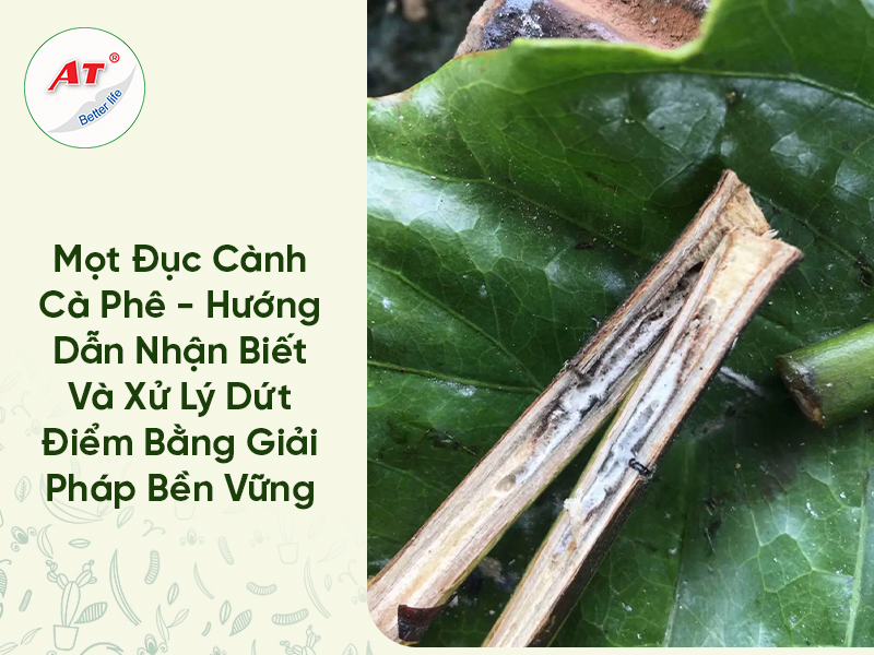 Mọt Đục Cành Cà Phê – Hướng Dẫn Nhận Biết Và Xử Lý Dứt Điểm Bằng Giải Pháp Bền Vững