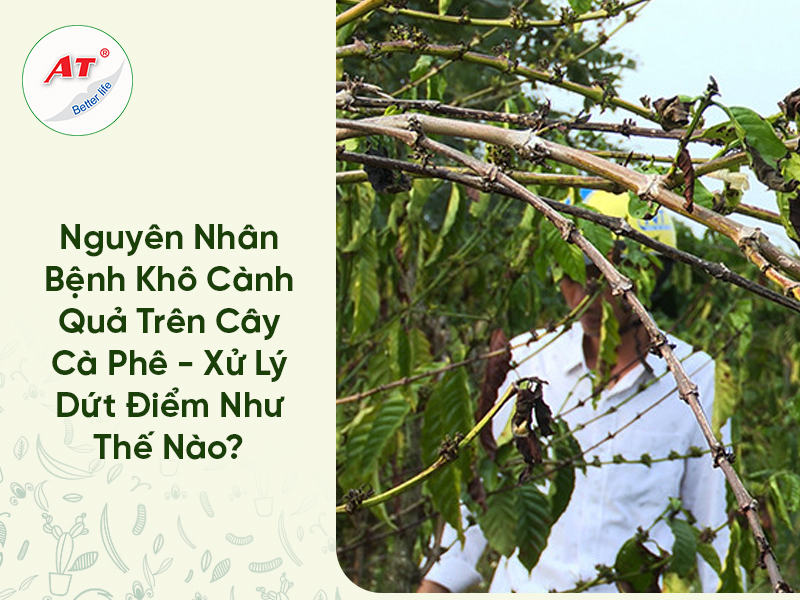 Nguyên Nhân Bệnh Khô Cành Quả Trên Cây Cà Phê – Xử Lý Dứt Điểm Như Thế Nào?