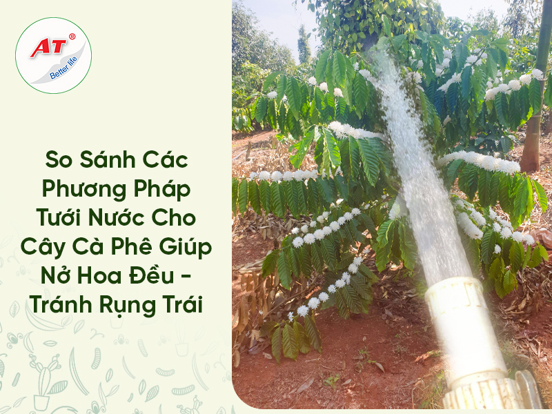 So sánh các phương pháp tưới nước cho cây cà phê
