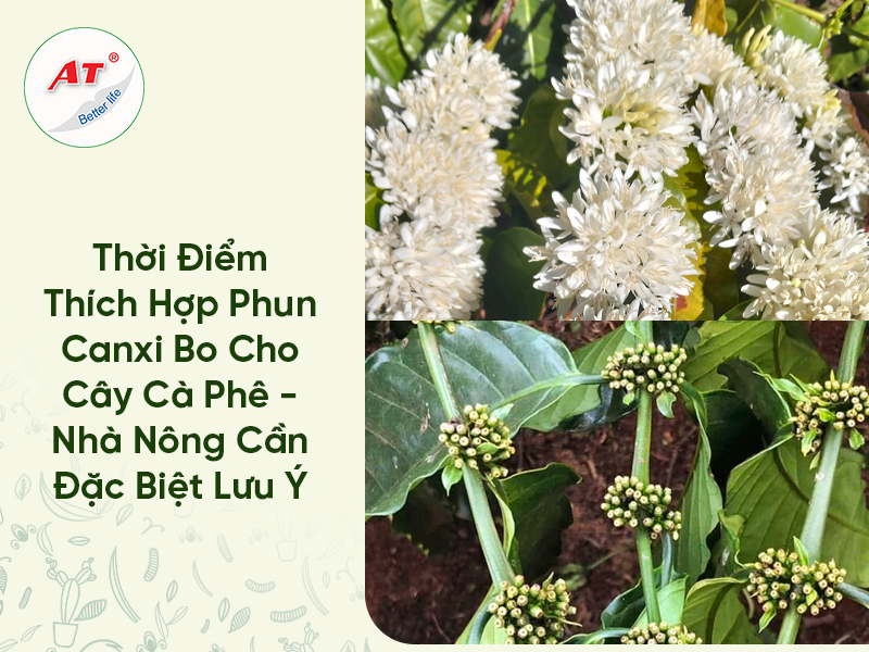 Thời Điểm Thích Hợp Phun Canxi Bo Cho Cây Cà Phê – Nhà Nông Cần Đặc Biệt Lưu Ý