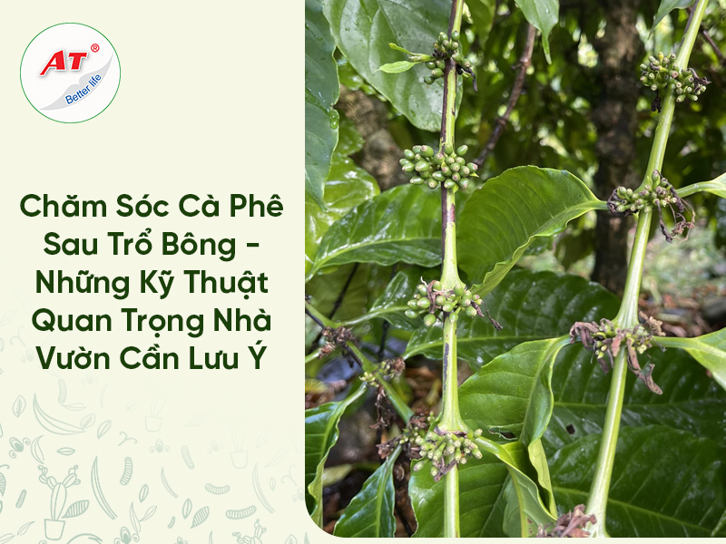 Chăm Sóc Cà Phê Sau Trổ Bông – Những Kỹ Thuật Quan Trọng Nhà Vườn Cần Lưu Ý