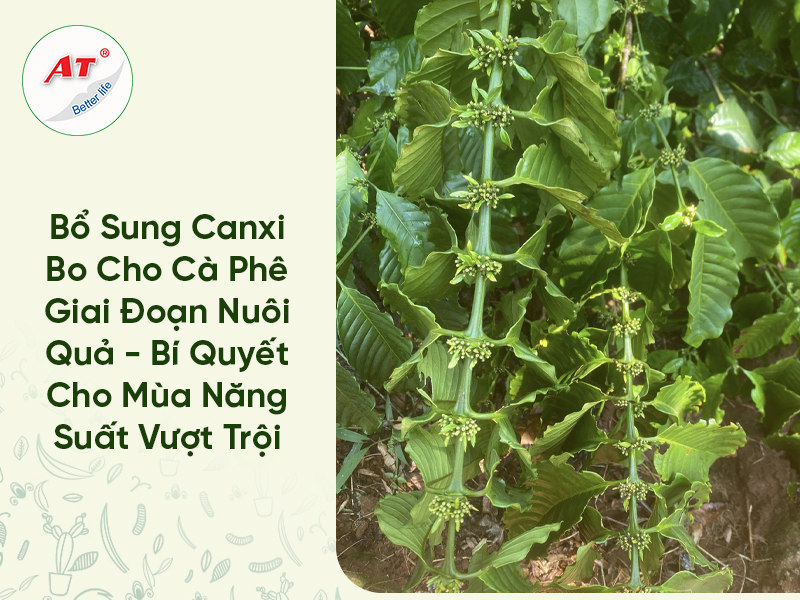Bổ Sung Canxi Bo Cho Cà Phê Giai Đoạn Nuôi Quả – Bí Quyết Cho Mùa Năng Suất Vượt Trội