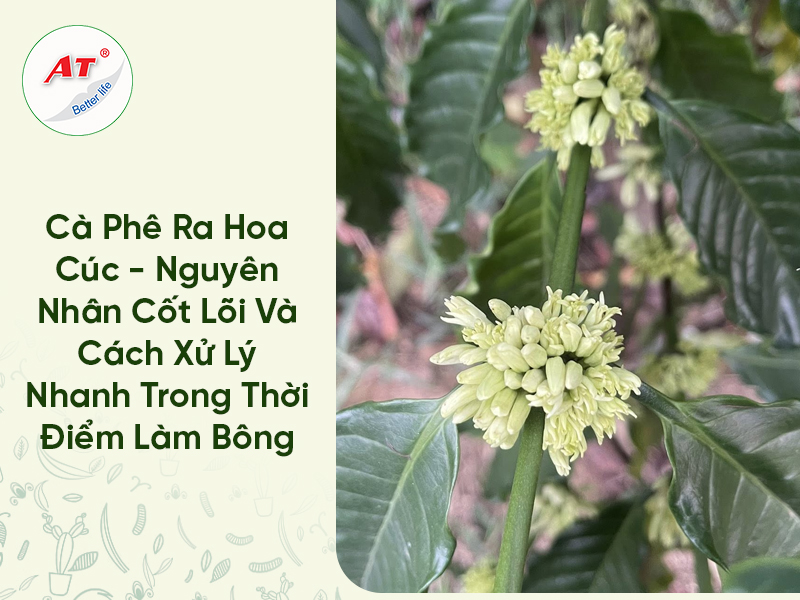 Cà Phê Ra Hoa Cúc – Nguyên Nhân Cốt Lõi Và Cách Xử Lý Nhanh Trong Thời Điểm Làm Bông