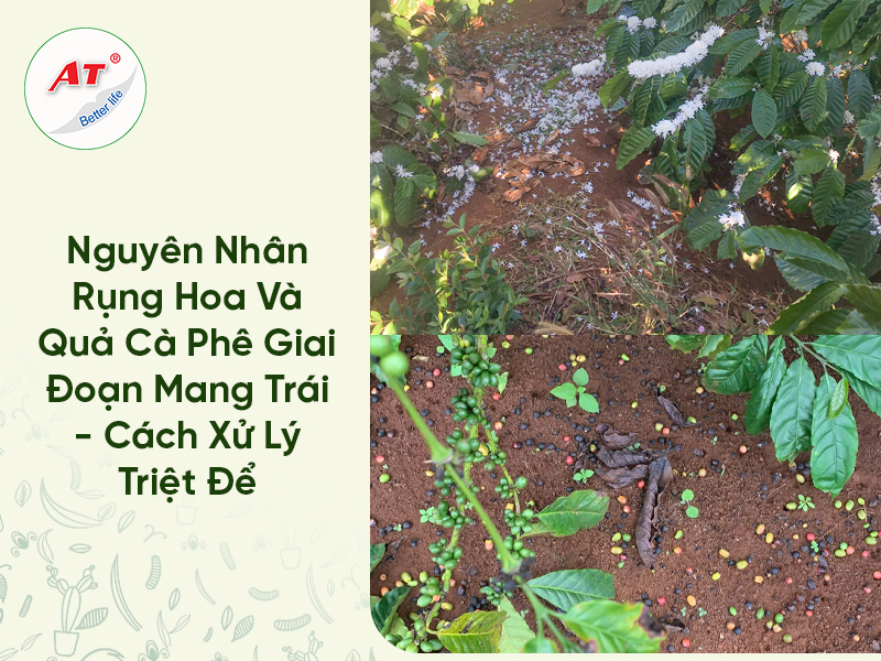 Rụng hoa và quả cà phê giai đoạn mang trái