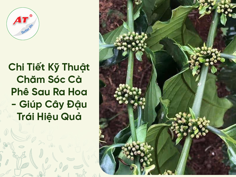 Chi Tiết Kỹ Thuật Chăm Sóc Cà Phê Sau Ra Hoa - Giúp Cây Đậu Trái Hiệu Quả 