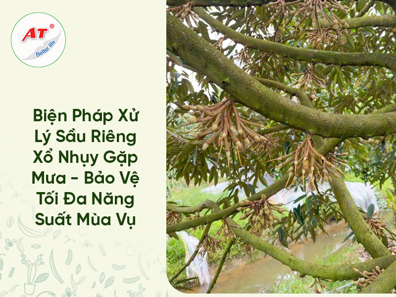 Sầu riêng xổ nhụy gặp mưa