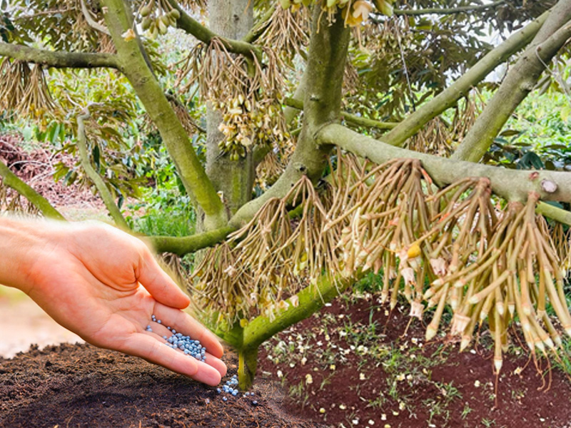 Đừng Bón Phân Cho Sầu Riêng Trước Khi Xổ Nhụy Nếu Bà Con Chưa Biết Điều Này 1 Bón phân cho sầu riêng