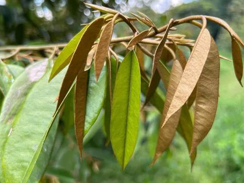 Mách Bà Con Cách Quản Lý Đọt Sầu Riêng Hiệu Quả 1 Quản lý đọt sầu riêng