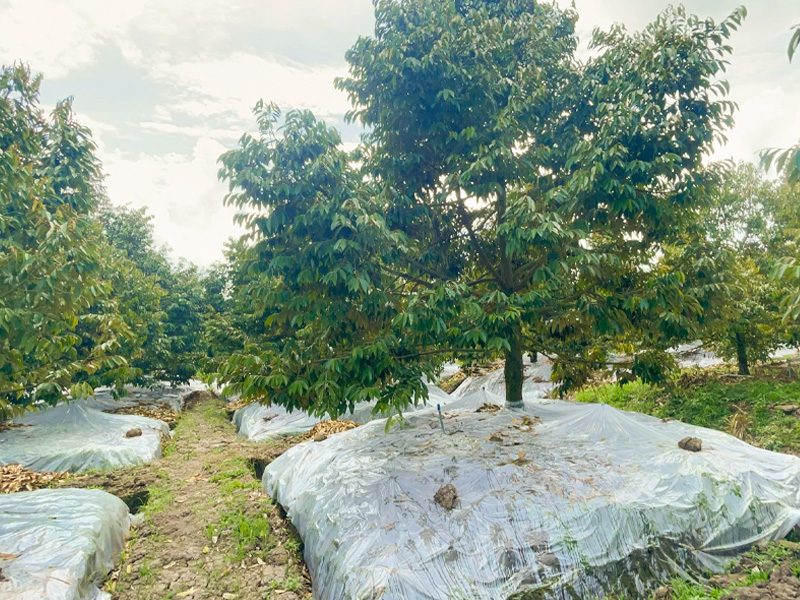 Siết Nước Sầu Riêng Để Làm Bông Như Thế Nào? Hướng Dẫn Cho Người Mới Bắt Đầu 1 Siết nước sầu riêng