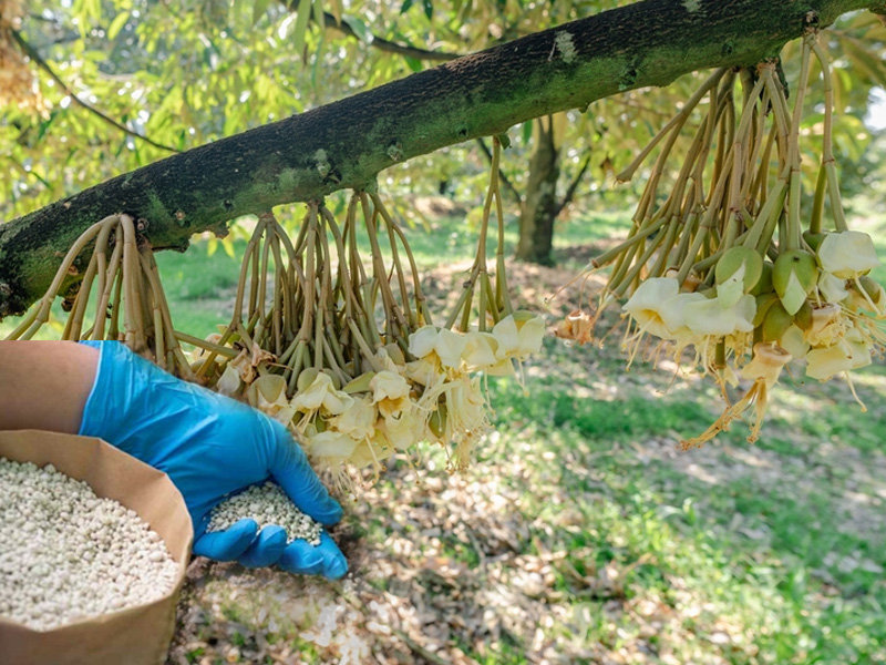 Bón Phân Gì Để Sầu Riêng Làm Bông Hiệu Quả? Quy Trình Bón Lân Chuẩn 1 Sầu riêng làm bông