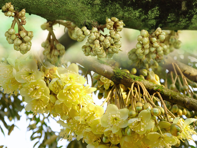 Dưỡng bông sầu riêng