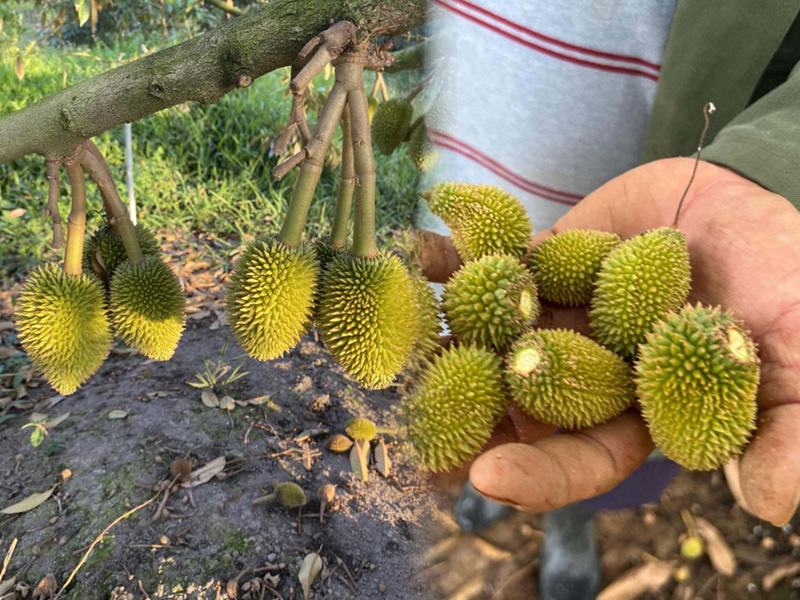 Kỹ Thuật Tỉa Trái Non Sầu Riêng: Giữ Trái Đạt Chuẩn, Tăng Năng Suất Mùa Vụ 1 Tỉa trái non sầu riêng