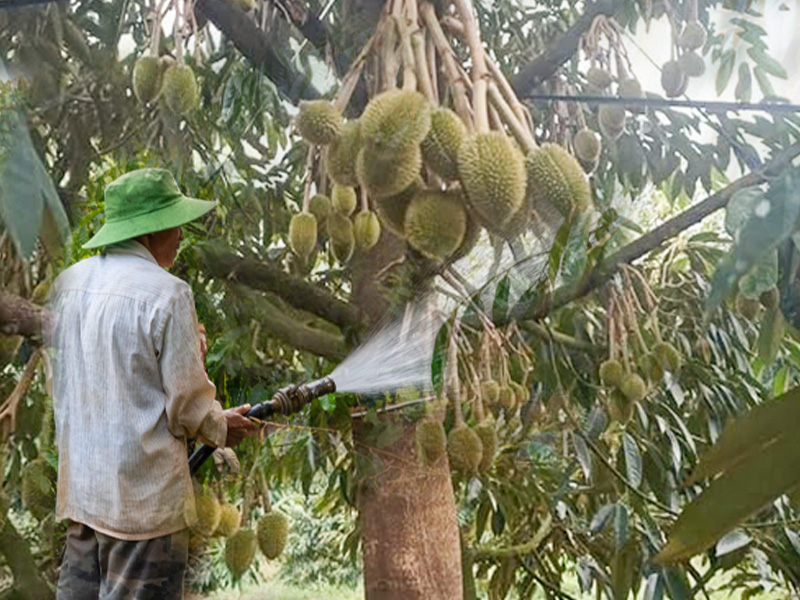 Quản Lý Nước Tưới Sầu Riêng Giai Đoạn Nuôi Trái: Phòng Rụng Trái Sinh Lý Do Sốc Nước 1 Quản lý nước tưới sầu riêng