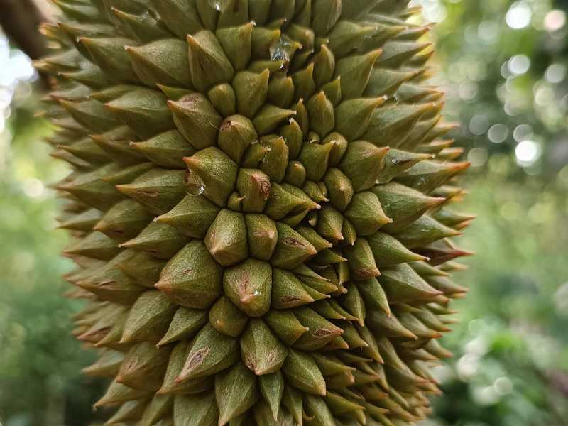 Nứt gai sầu riêng