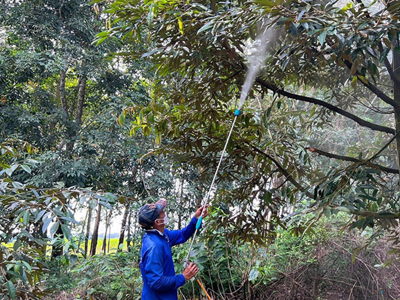 Phun thuốc bảo vệ trái non sầu riêng