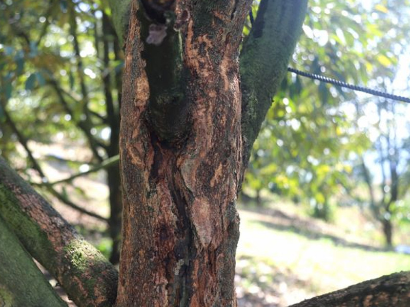 Nứt Thân Xì Mủ Sầu Riêng Chuẩn Bị Xổ Nhụy: Nhận Biết Và Cách Trị Dứt Điểm 1 Nứt thân xì mủ sầu riêng