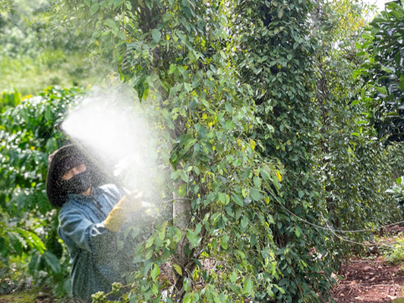 Lịch Trình Phun Phòng Sâu Bệnh Hại Cho Hồ Tiêu Đạt Năng Suất Tối Đa 1 Phun phòng sâu bệnh hại cho hồ tiêu