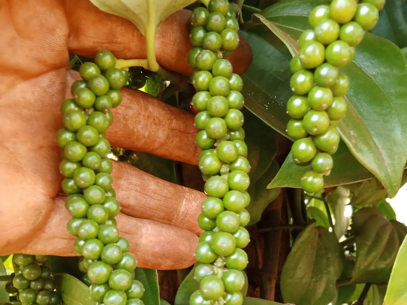 Quy Trình Chăm Sóc Hồ Tiêu Giai Đoạn Chuẩn Bị Thu Hoạch Cho Năng Suất Tối Đa 1 Chăm sóc hồ tiêu giai đoạn chuẩn bị thu hoạch