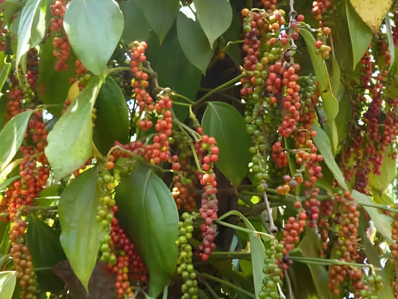 Mẹo Hay Giúp Hồ Tiêu Chín Đồng Loạt, Thuận Tiện Cho Việc Thu Hoạch 1 Hồ tiêu chín đồng loạt