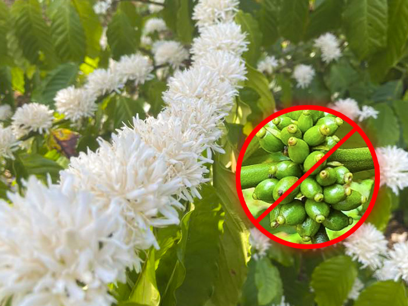 Nguyên Nhân Khiến Cà Phê Không Đậu Trái Dù Ra Nhiều Bông - Cách Xử Lý Hiệu Quả Cho Bà Con 1 Cà phê không đậu trái