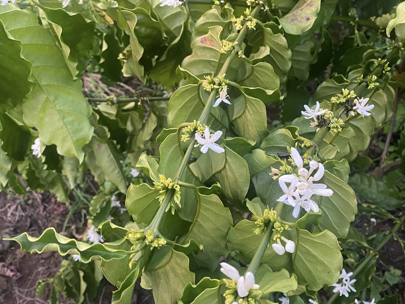 Cà Phê Ra Nụ Hoa Không Đều Có Nên Tưới Nước Hay Không? - Hướng Dẫn Chi Tiết Kỹ Thuật 