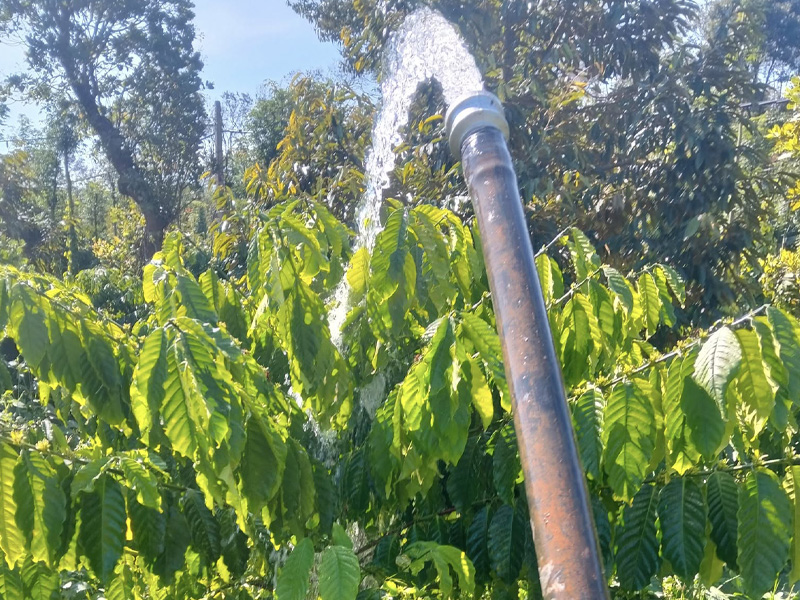 Cách Tưới Nước Và Đi Phân Cho Cà Phê Hiệu Quả Giai Đoạn Nở Hoa