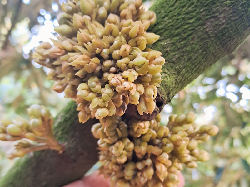 Kỹ Thuật Chăm Sóc Hoa Sầu Riêng Giai Đoạn Nhú Mắt Cua Đến Khi Hoa Nở 1 Kỹ Thuật Chăm Sóc Hoa Sầu Riêng Giai Đoạn Nhú Mắt Cua Đến Khi Hoa Nở