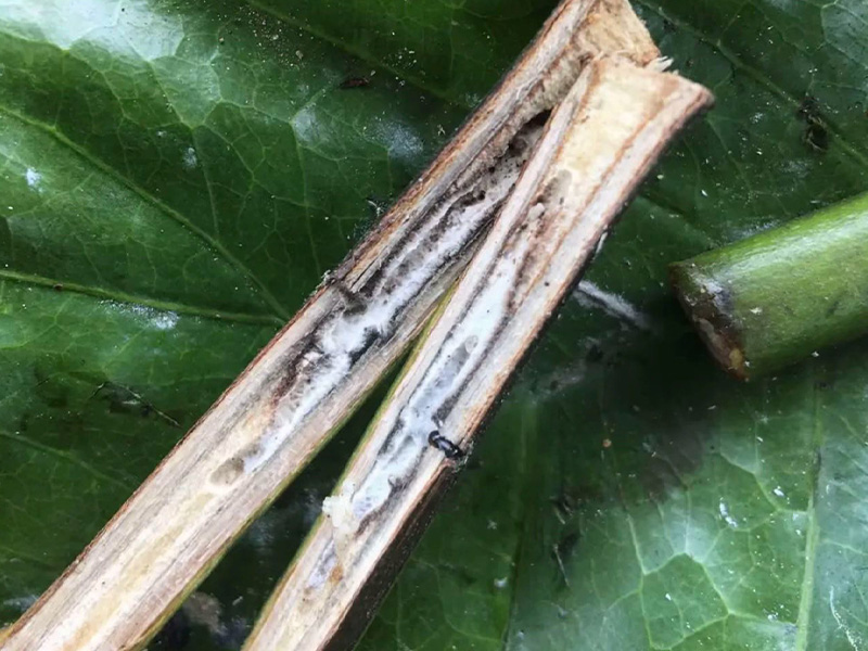 Mọt Đục Cành Cà Phê - Hướng Dẫn Nhận Biết Và Xử Lý Dứt Điểm Bằng Giải Pháp Bền Vững 1 Mọt Đục Cành Cà Phê - Hướng Dẫn Nhận Biết Và Xử Lý Dứt Điểm Bằng Giải Pháp Bền Vững