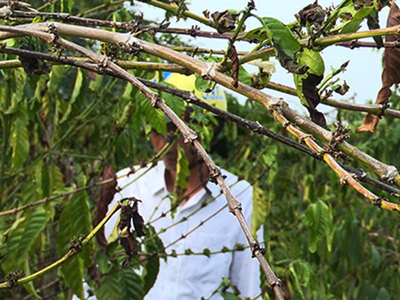 Nguyên Nhân Bệnh Khô Cành Quả Trên Cây Cà Phê - Xử Lý Dứt Điểm Như Thế Nào? 1 Nguyên Nhân Bệnh Khô Cành Quả Trên Cây Cà Phê - Xử Lý Dứt Điểm Như Thế Nào?