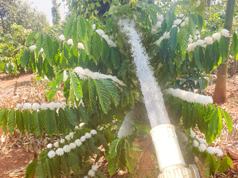 So Sánh Các Phương Pháp Tưới Nước Cho Cây Cà Phê Giúp Nở Hoa Đều - Tránh Rụng Trái 1 So sánh các phương pháp tưới nước cho cây cà phê, phương pháp nào là hiệu quả nhất?