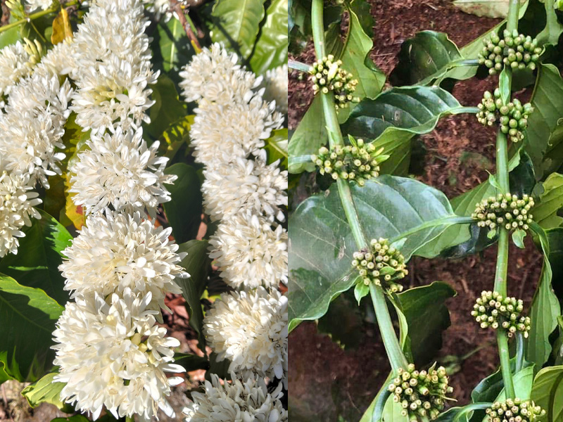 Thời Điểm Thích Hợp Phun Canxi Bo Cho Cây Cà Phê - Nhà Nông Cần Đặc Biệt Lưu Ý 1 28 8WebAT05 71