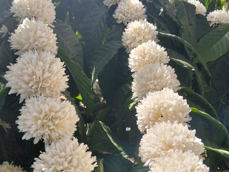 Hướng Dẫn Cách Chăm Sóc Cà Phê Tháng 2/2026 Chi Tiết - Chăm Hoa Nở Rộ, Đậu Trái Sai