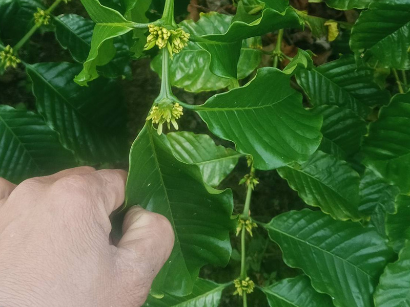 Lợi Ích Việc Vặt Lá Cho Cây Cà Phê Giai Đoạn Ra Hoa - Bí Quyết Cho Mùa Vụ Bội Thu