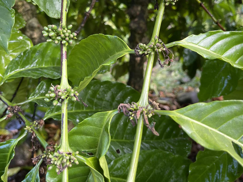 Chăm Sóc Cà Phê Sau Trổ Bông - Những Kỹ Thuật Quan Trọng Nhà Vườn Cần Lưu Ý 1 Chăm Sóc Cà Phê Sau Trổ Bông - Những Kỹ Thuật Quan Trọng Nhà Vườn Cần Lưu Ý