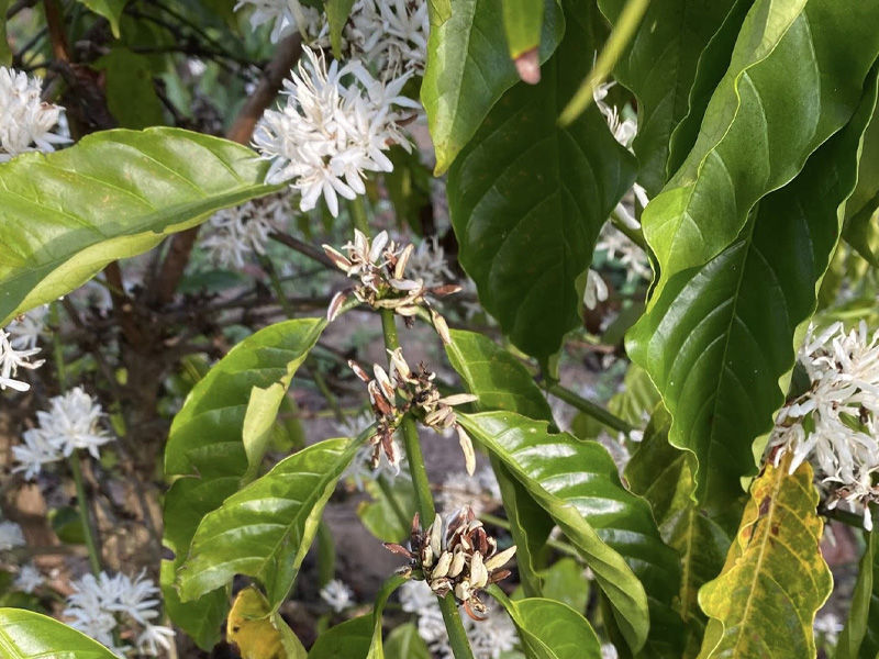 Hoa Cà Phê Đang Nở Gặp Mưa Trái Mùa - Nhận Diện Nguy Hại Và Cách Xử Lý Đúng Chuẩn Cho Nhà Vườn 1 Hoa cà phê đang nở gặp mưa trái mùa