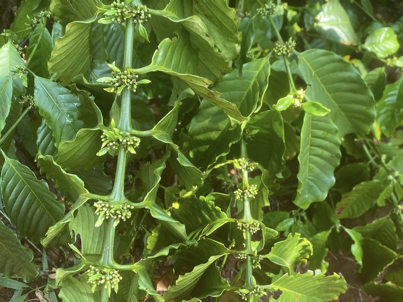 Bổ Sung Canxi Bo Cho Cà Phê Giai Đoạn Nuôi Quả - Bí Quyết Cho Mùa Năng Suất Vượt Trội 1 Bổ Sung Canxi Bo Cho Cà Phê Giai Đoạn Nuôi Quả - Bí Quyết Cho Mùa Năng Suất Vượt Trội