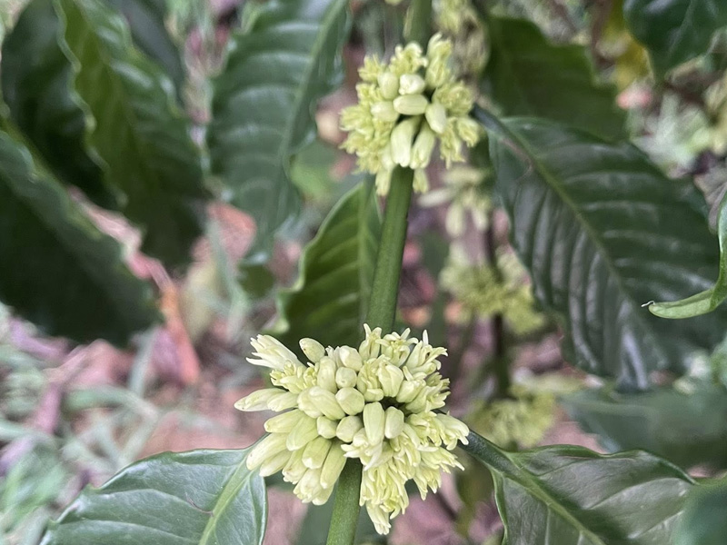 Cà Phê Ra Hoa Cúc - Nguyên Nhân Cốt Lõi Và Cách Xử Lý Nhanh Trong Thời Điểm Làm Bông 1 Cà Phê Ra Hoa Cúc - Nguyên Nhân Cốt Lõi Và Cách Xử Lý Nhanh Trong Thời Điểm Làm Bông