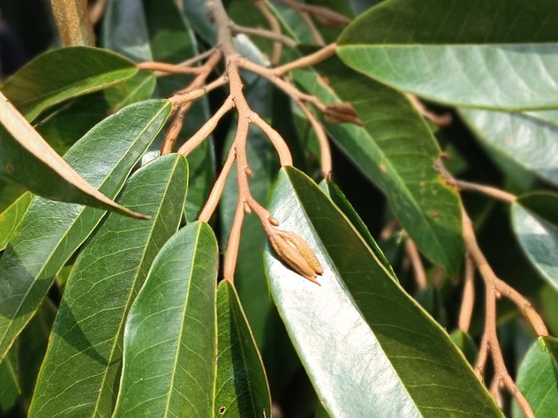 Kỹ Thuật Quản Lý Cơi Đọt Sầu Riêng Cho Nhà Vườn Giai Đoạn Làm Bông 1 Kỹ Thuật Quản Lý Cơi Đọt Sầu Riêng Cho Nhà Vườn Giai Đoạn Làm Bông