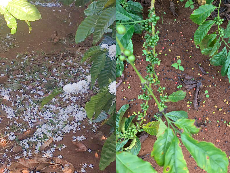 Nguyên Nhân Rụng Hoa Và Quả Cà Phê Giai Đoạn Mang Trái - Cách Xử Lý Triệt Để 1 28 8WebAT05 82